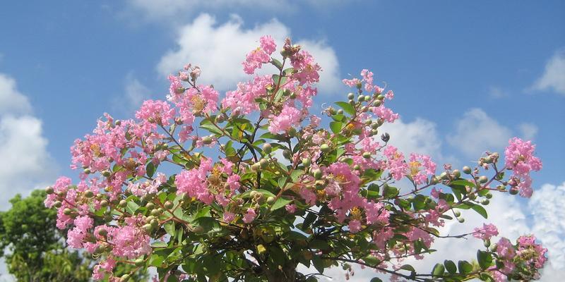 《原神》如何趁鲜花气息逗留完成鲜花任务攻略（游戏攻略）