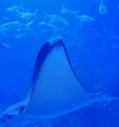 探访文明大爆炸水族馆和剧场（比比谁更好——游戏中的比拼）